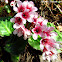 elephant-eared saxifrage