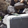 Collared lizard