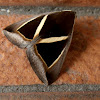 Chalciope mygdon Moth