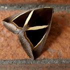 Chalciope mygdon Moth