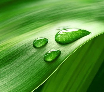 Pictures of Dew Drops On Leaves