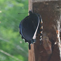 Pipevine Swallowtail (emerging)