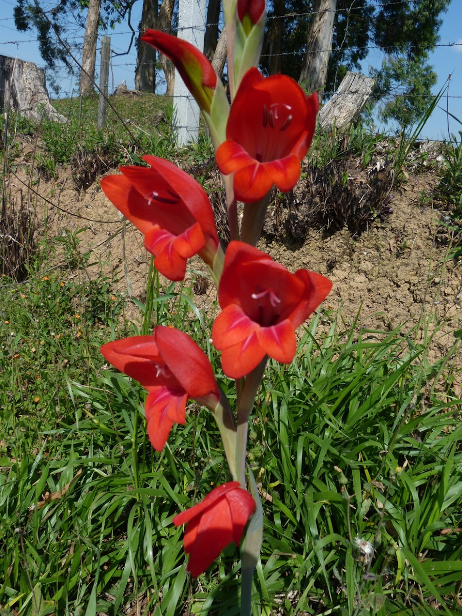 Gladíolo (Gladiolus)