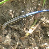 Blue-tailed Skink