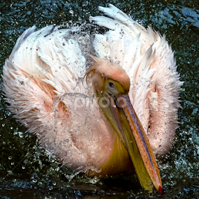 Pelican splash by Aditya Bugadi - Animals Birds