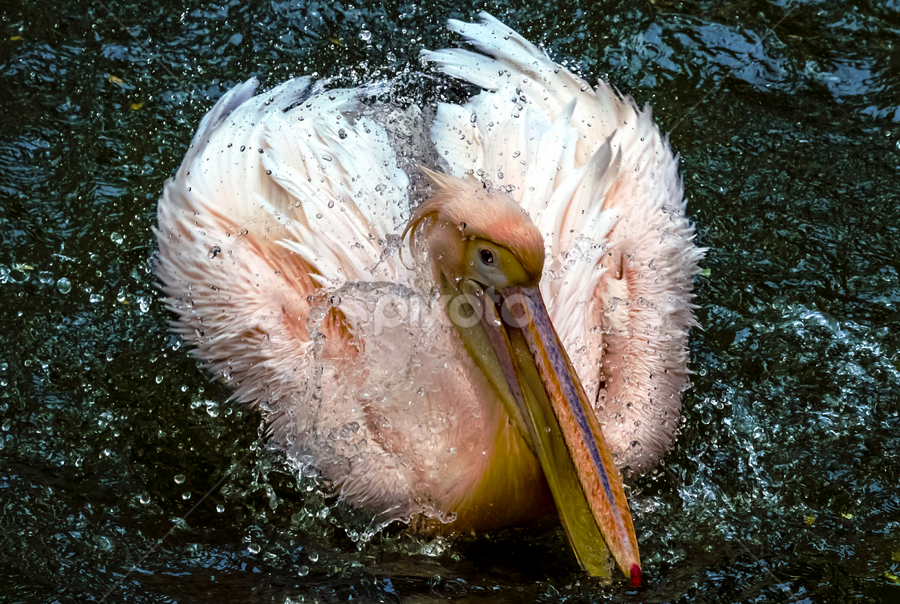 Pelican splash by Aditya Bugadi - Animals Birds