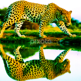 reflet by Cédric Nouvel - Digital Art Animals
