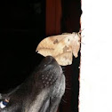 my dog's snout with a giant moth