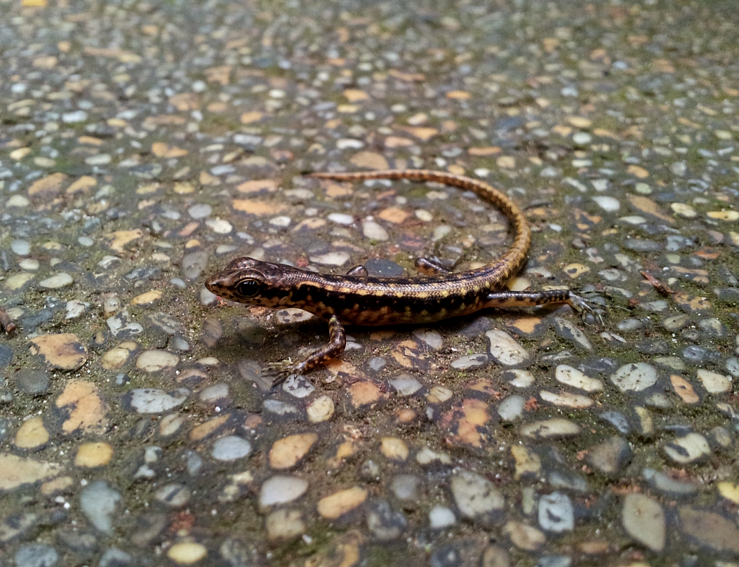 Spotted Forest Skink