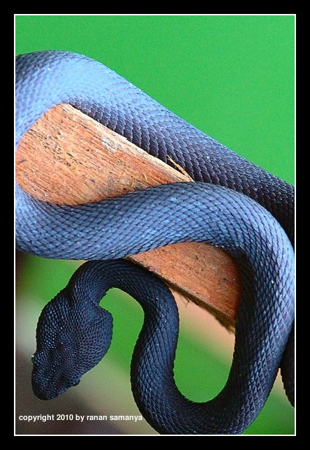 Mangrove Pit Viper