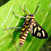 White Antenna Wasp Moth