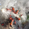 Milkweed Bug