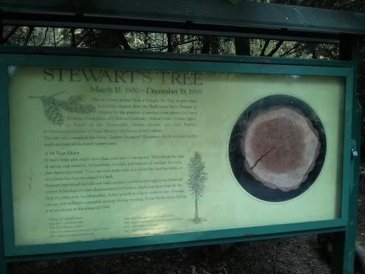 Stewart's Tree