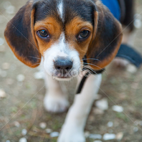 walking him by Monica Rodgers - Animals - Dogs Puppies