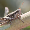 Southern Coast Bush Grasshopper