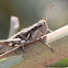 Southern Coast Bush Grasshopper