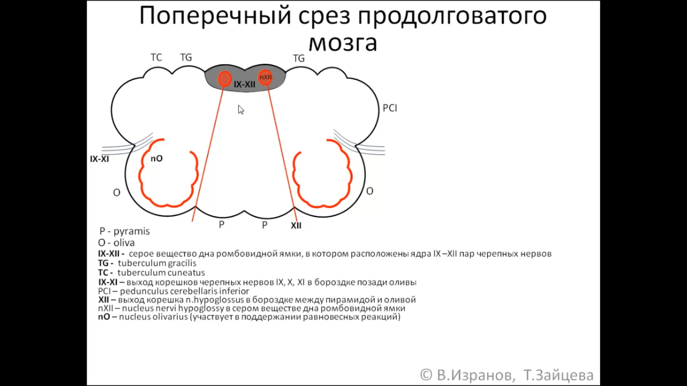 Срезы мозга схема. Продолговатый мозг Изранов.