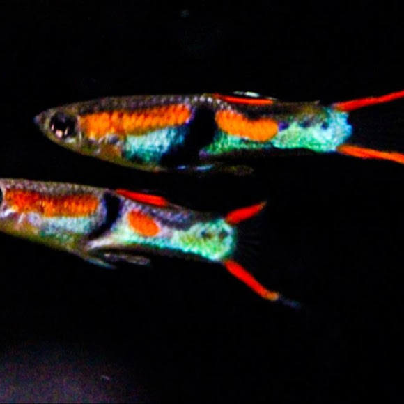 endler guppy class n Project Noah