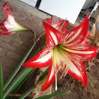 amaryllis