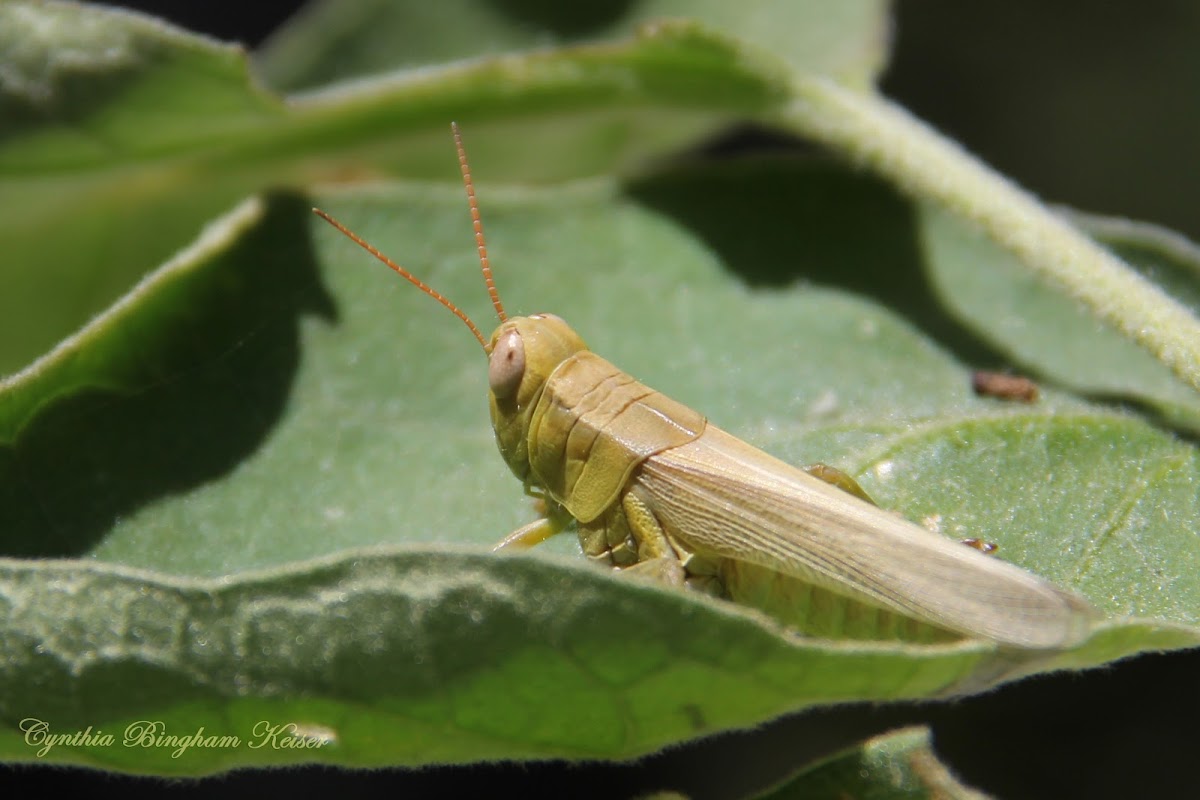 Valley Grasshopper