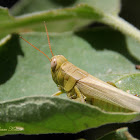Valley Grasshopper