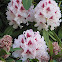 Rhododendron