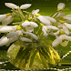 Vase Ripple Live Wallpaper