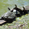 Red-eared Slider Turtles