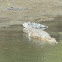 Estuarine crocodile