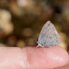 Holly Blue butterfly ( Celastrina argiolus )  06/03/14