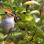 White-crowned Sparrow (Immature)