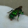 Green Orchid bee