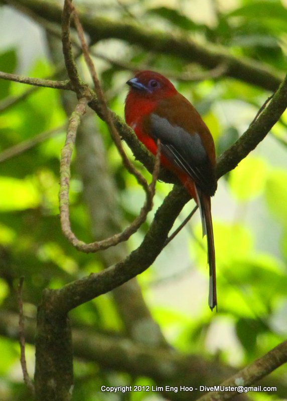 Red-headed Trogon (male)