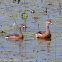 Lesser Whistling-Duck