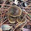 Lentinus Mushroom