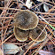 Lentinus Mushroom