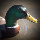 Mallard Duck (Male)
