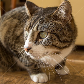 by Gi Po - Animals - Cats Portraits