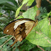 Mocker swallowtail (male)