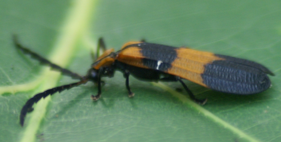 Net Winged Beetle