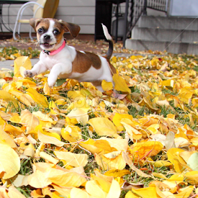 Romping Thru The Leaves by Brian Robinson - Animals - Dogs Puppies
