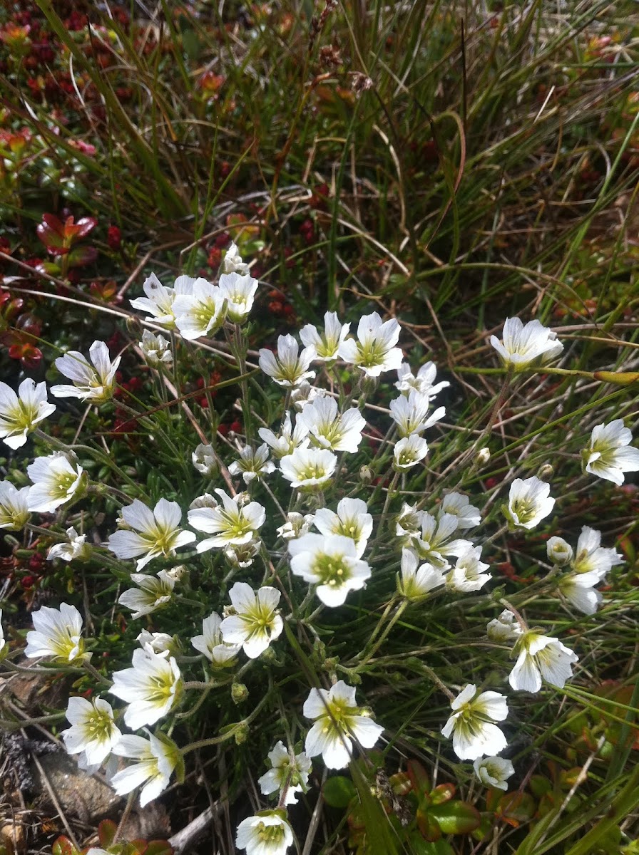 Arctic Sandwort