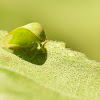 Buffalo treehopper