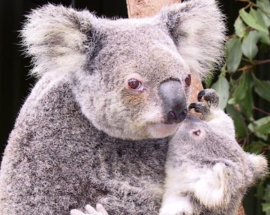 Koala Wallpapers Screenshots 1