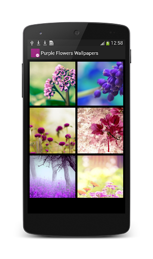 Purple Flowers Wallpapers HD