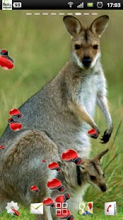 Download kangaroo live wallpaper APK for PC