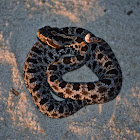 Dusky pigmy rattlesnake