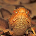 Copperhead