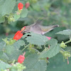 Ruby-throated Hummingbird