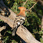 African Hoopoe